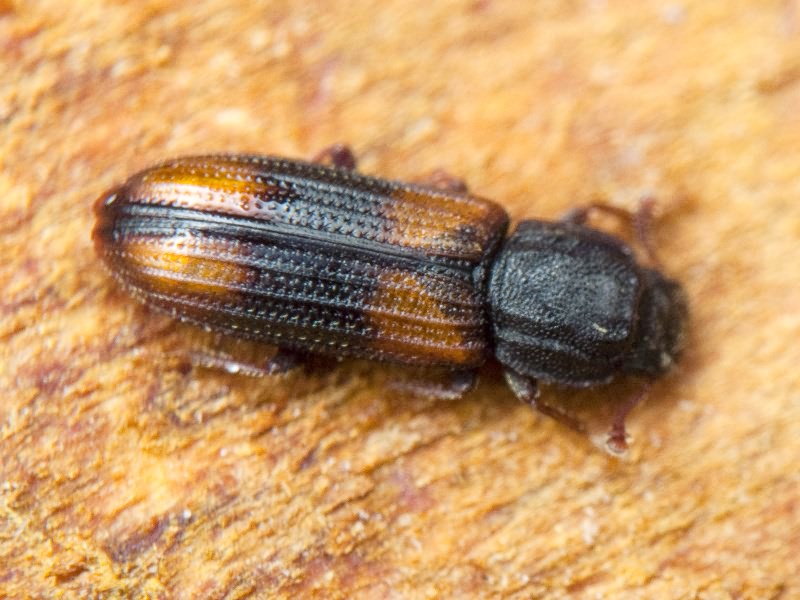 Bitoma crenata (Fabricius, 1775)